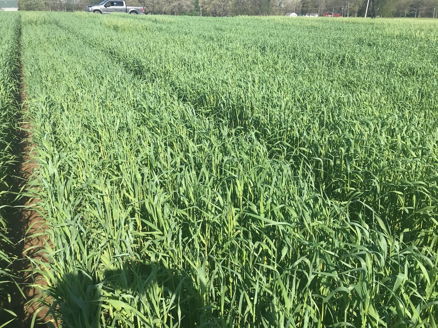 Cereal rye variety plots.